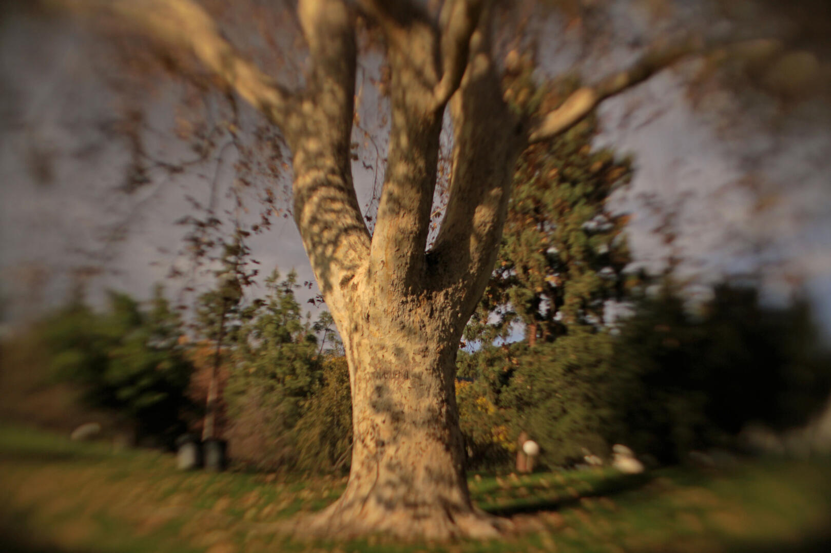 Soft lens focus created by astigmatism generator front lens attachment invention - image of a tree